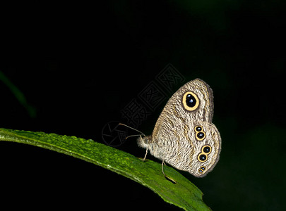 印度梅加拉亚邦加罗山的普通五环蝴蝶Ypthima背景图片