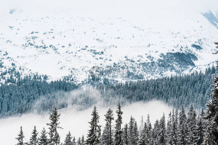 雪山美景与松树和白色蓬松的云彩图片