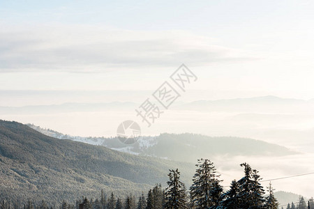 阳光下松树的雪山美景图片