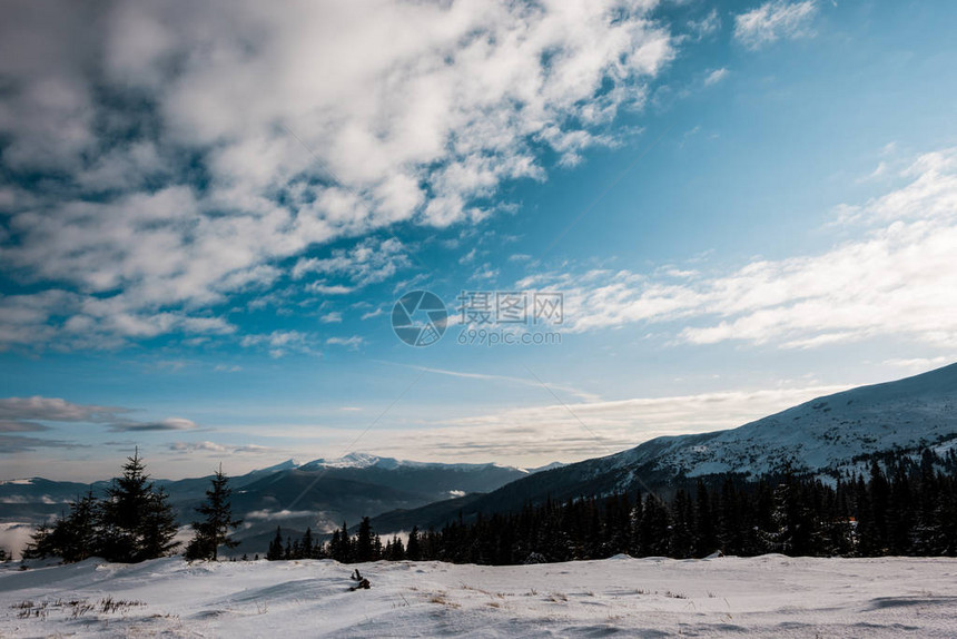 雪山美景松树在白色蓬松的云彩中图片