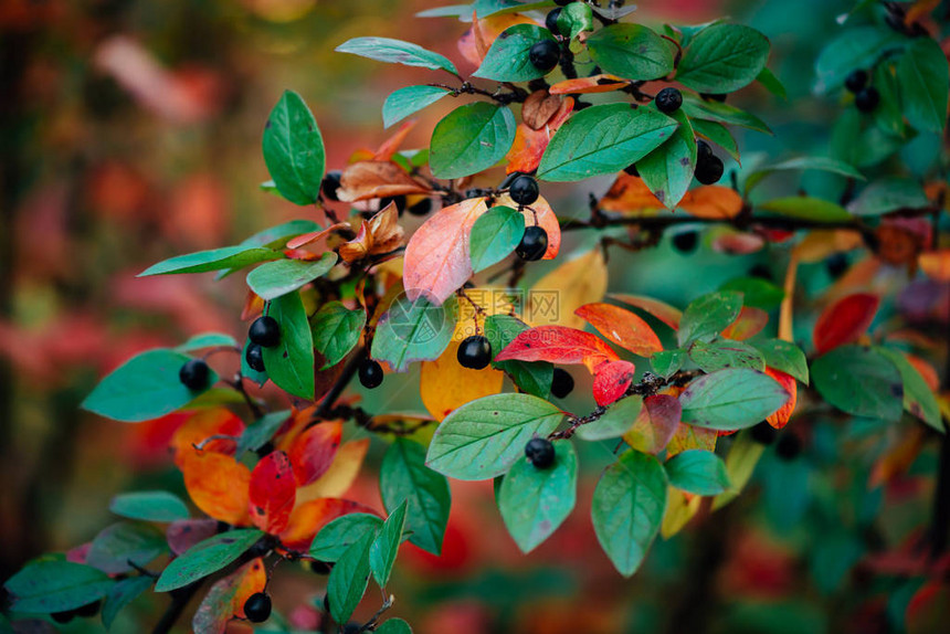 秋天散景背上的枸子树枝上的浆果熊果灌木与秋叶特写秋天绿色红黄橙颜的多色叶子秋天的背景与多彩图片