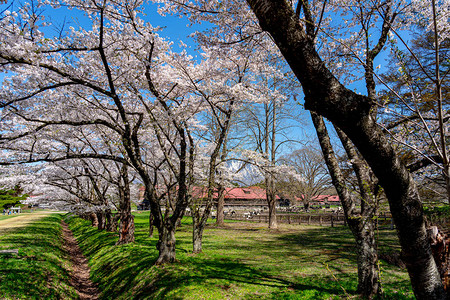 春天樱花季节4月5月在阳光明媚的早晨图片