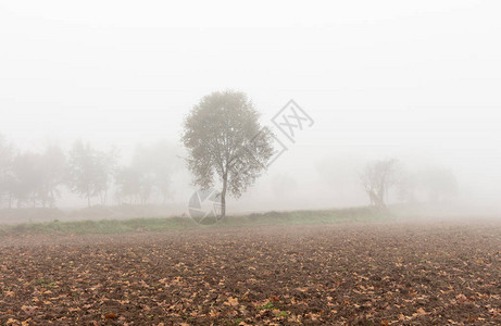 在浓雾下看一片有树木的农田图片