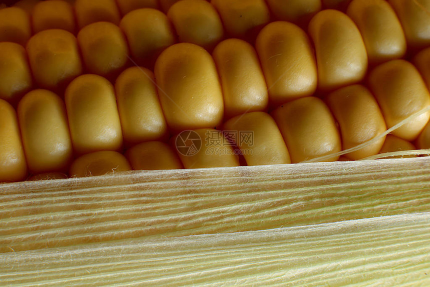 玉米五谷宏观背景图片