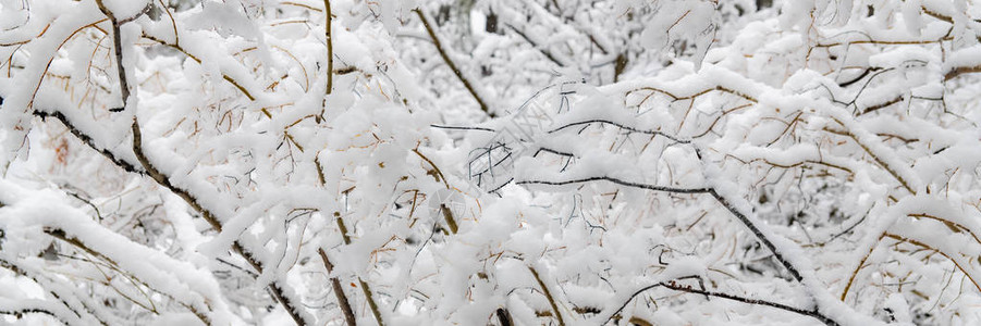 小树冬天下了很多雪图片