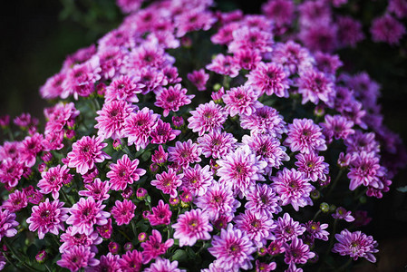 束花粉色菊花紫色美丽纹理背景菊花盛开装饰节庆典的特写背景图片