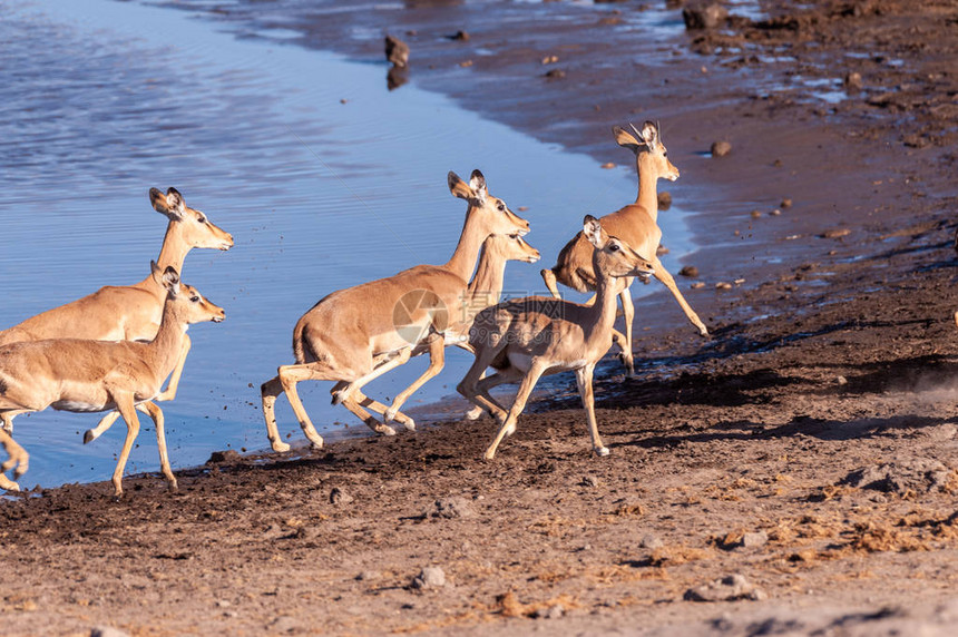 一群ImpalasAepycerosmelampus在纳米比亚Etosha公园的水坑周围神经紧图片