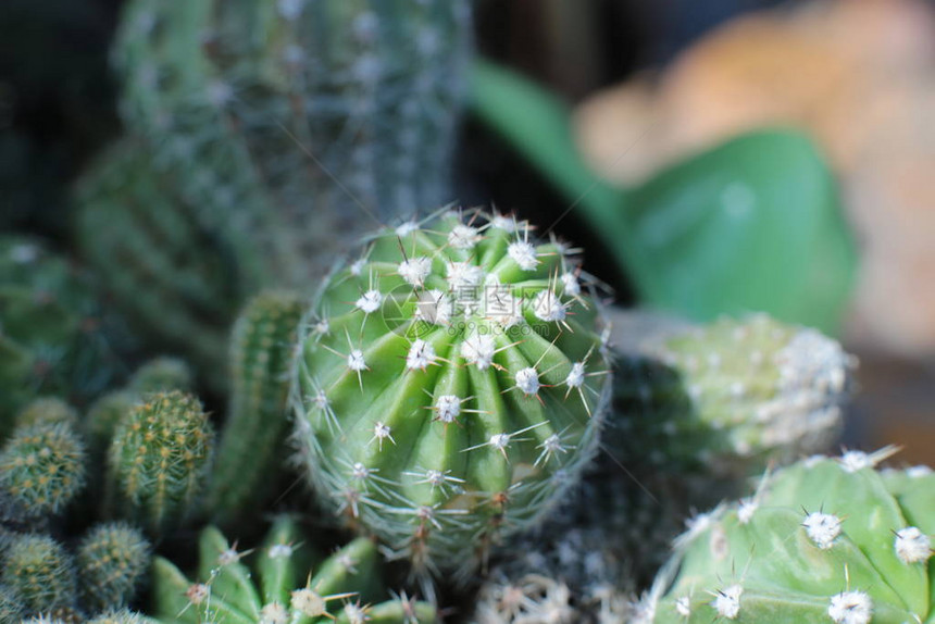 绿色植物仙人掌花图片