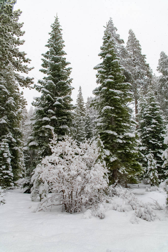 小树和松树冬天下了很多雪图片