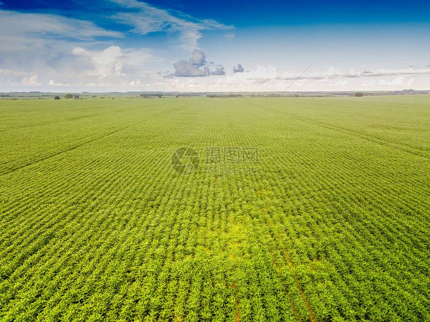 阳光明媚的日子里农业大豆种植园的鸟瞰图种植图片