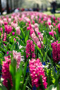荷兰里西是世界上最大的花园之一关闭了露天的郁金香青春自图片