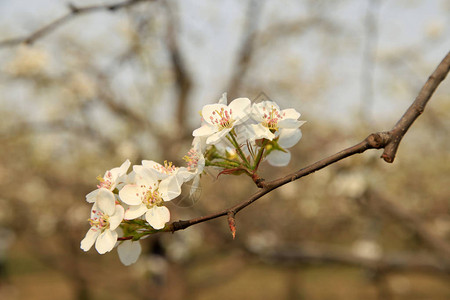 梨花在春天盛开图片