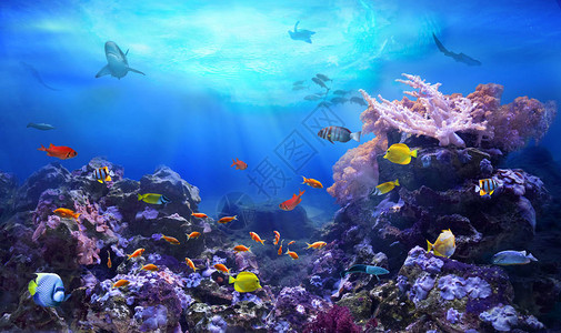 珊瑚礁生态系统水下海洋世界海洋中的生命图片