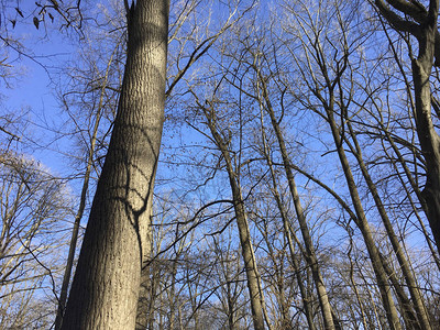 岩溪公园光秃的树枝图片