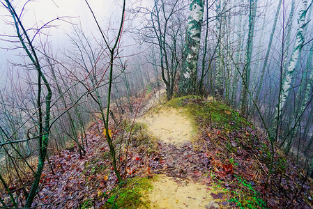 森林中神秘的12月迷雾风景图片