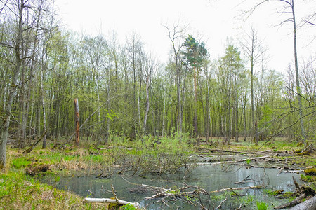 乌克兰春天的湿地森林水里图片