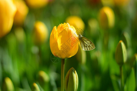春天盛开的黄色郁金香和蝴蝶图片