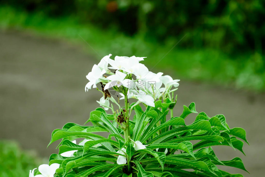 乳白色塔加花卉植物Tabernaemontanadivaricata罕见的小绉纱茉莉风车花东印度迷迭香尼禄冠科常绿灌木室内植物花图片