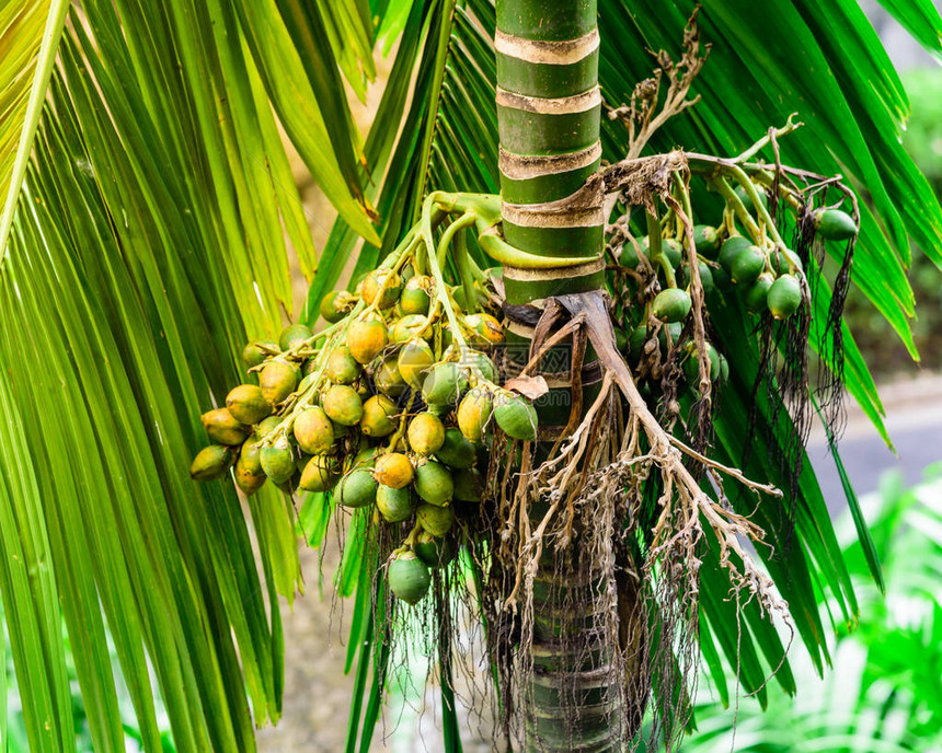 新加坡树上挂着一束绿色成熟的热带槟榔或槟榔棕榈儿茶图片