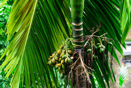 新加坡树上挂着一束绿色成熟的热带槟榔或槟榔棕榈儿茶图片