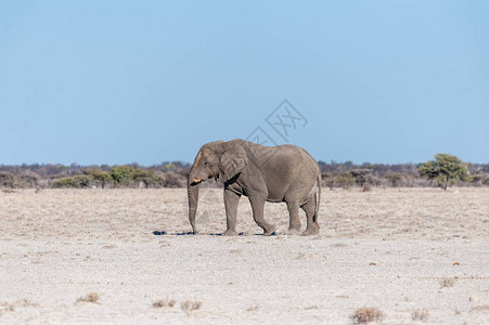 一头大雄非洲象LoxodontaAfricana走在埃托沙图片