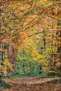 秋天有黄色树叶的森林小径图片