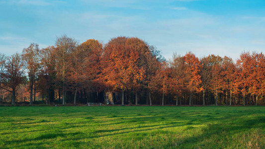 秋天蓝下的草地和橙色森林图片
