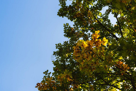 蓝色天空背景的绿树和橙色柳图片