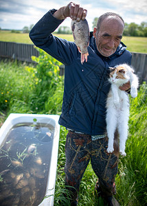一头肥美金鱼一只白猫在村里用活鱼洗澡时用一只老男人的手看着一头鲤背景
