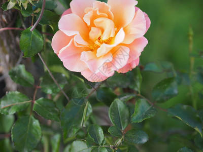 粉红色混合黄红玫瑰插花美丽的花束在模糊的自然背景象征爱情人节在图片