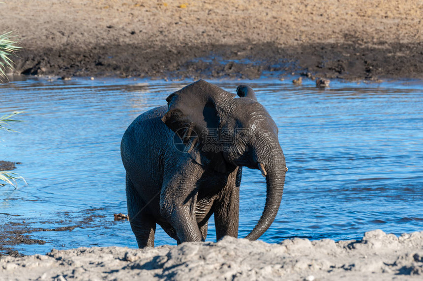 非洲大象LoxodontaAfricaa在洗完澡后从纳米比亚Etosha公园的一个图片