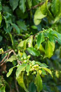 种植咖啡植物自图片