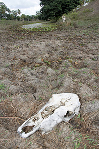 在巴西东北部被干旱景观破坏的牧场上可以看到牛骨图片