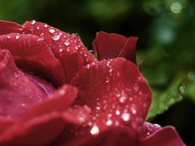 玫瑰雨后的水滴俄罗斯图片