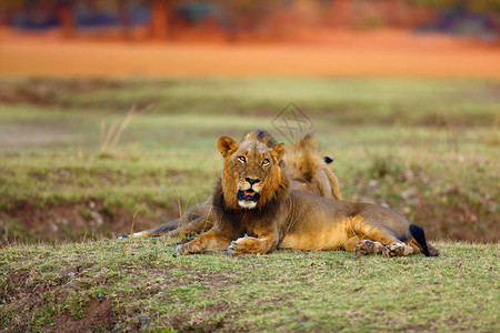 德兰士瓦狮子自然荒野高清图片