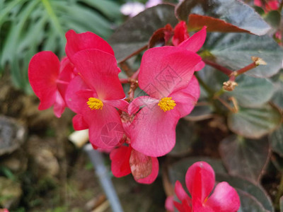 美丽的红秋海棠cucullatawilld花图片