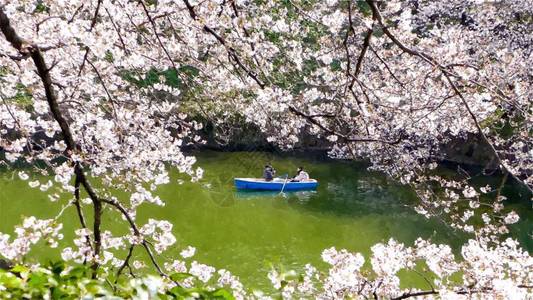 日本东京Chidarigafuc图片