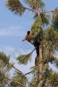 一只小棕熊爬到一棵小松树的顶端往下看图片