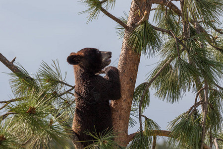 一只勇敢的小黑熊爬上一棵小松树在阳光明媚的图片