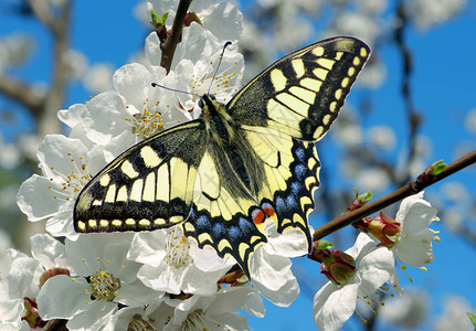 马超燕尾蝶在盛开的樱桃枝上盛开的樱花和蝴蝶春天背景开花的背景