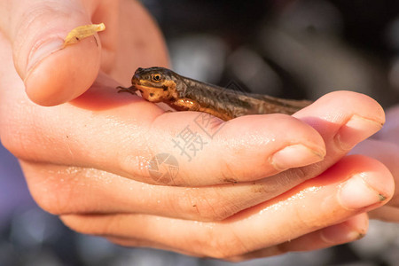 漂亮的雄高山蝾螈在儿童手中进行生物检查和户外动物学习图片