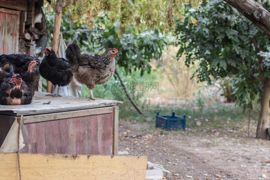 一些鸡站在农场的木箱上绿色在背景中占主导地位照片摄于伊兹图片