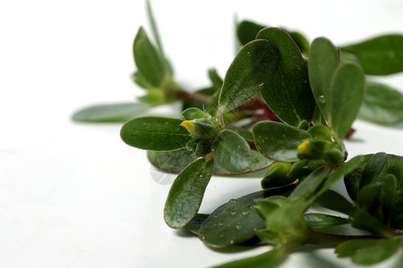 Purslane植物或Portulaca图片