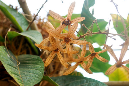 五尖花瓣的干紫色花环图片