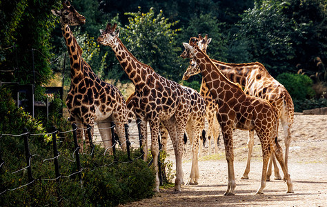 六头长颈鹿GiraffaCamelopardalisspp图片