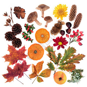 秋季植物学研究的自然成分背景图片