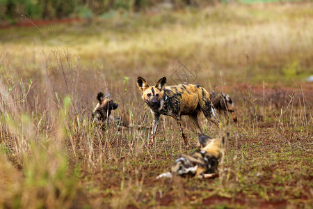 非洲野狗Lycaonpictus也是非洲狩猎犬或非洲涂漆狗或图片