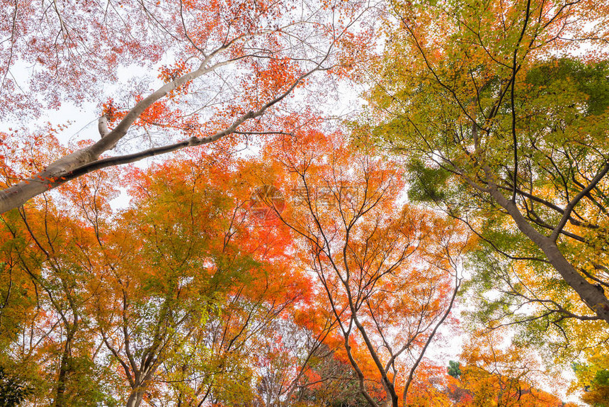 关西京都市五彩缤纷的秋季红枫叶或秋叶枝图片