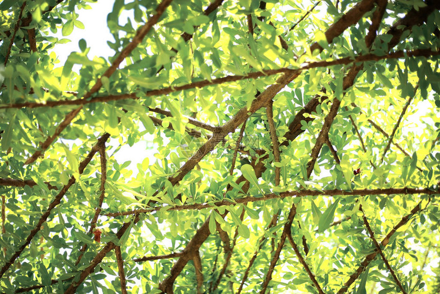 有纹理背景的阳光下的绿叶和树枝图片