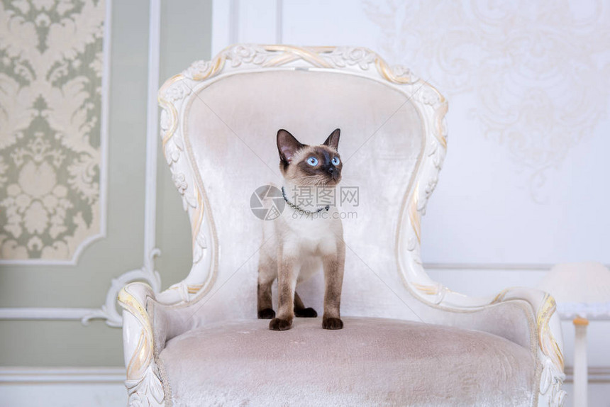 湄公短尾成年猫雌美丽的品种猫湄公河短尾猫没有尾巴的宠物猫坐在别致的扶手椅上复古巴洛克风格的椅子在法国皇家室内猫坐图片